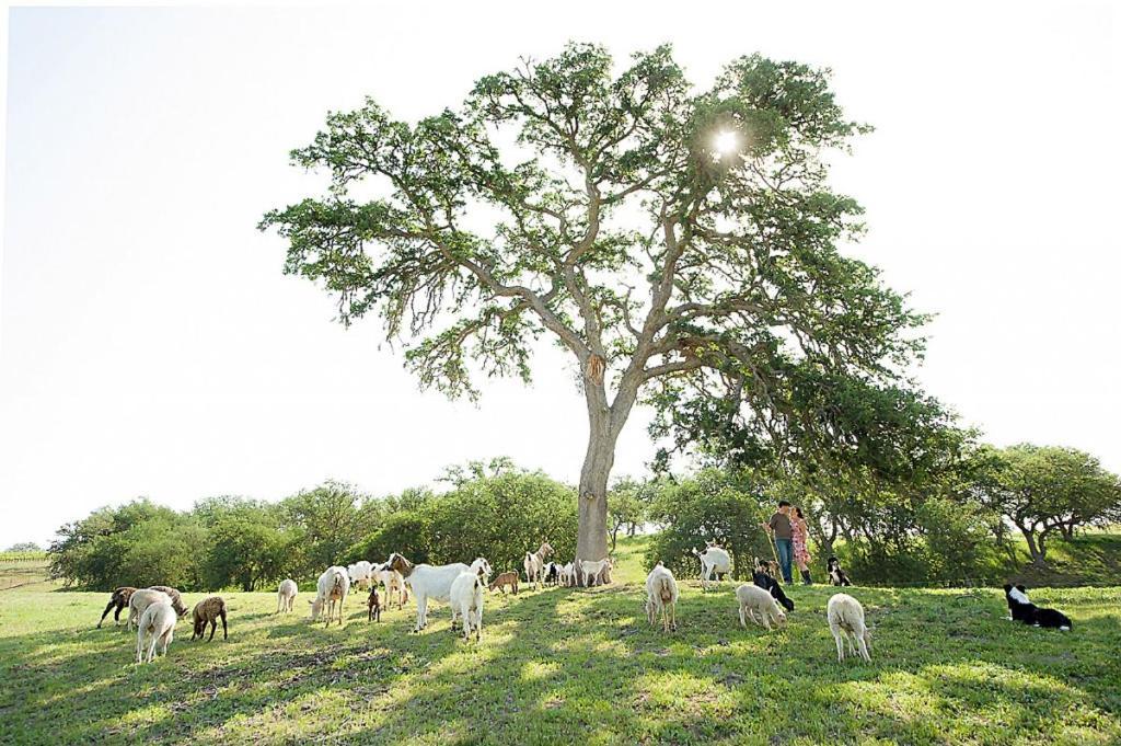 Reves De Moutons Hotel El Paso de Robles Buitenkant foto