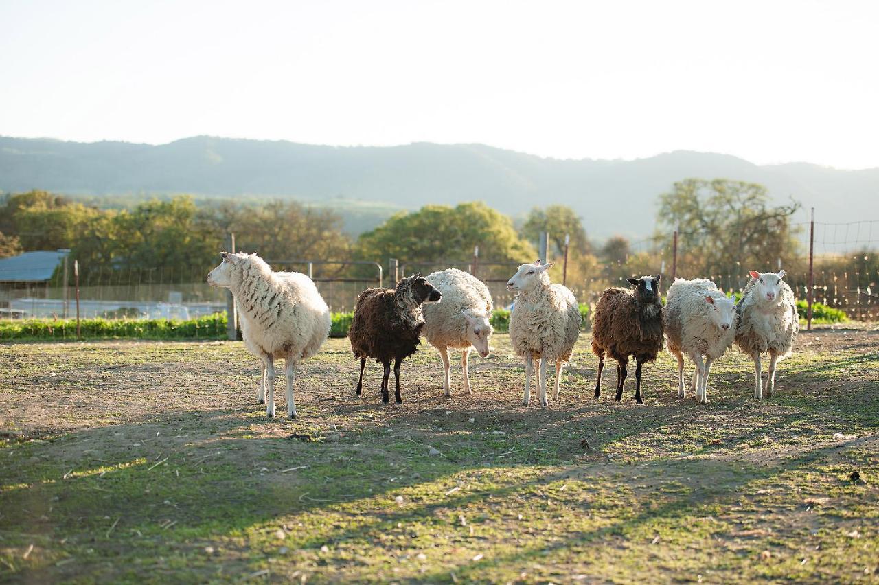 Reves De Moutons Hotel El Paso de Robles Buitenkant foto