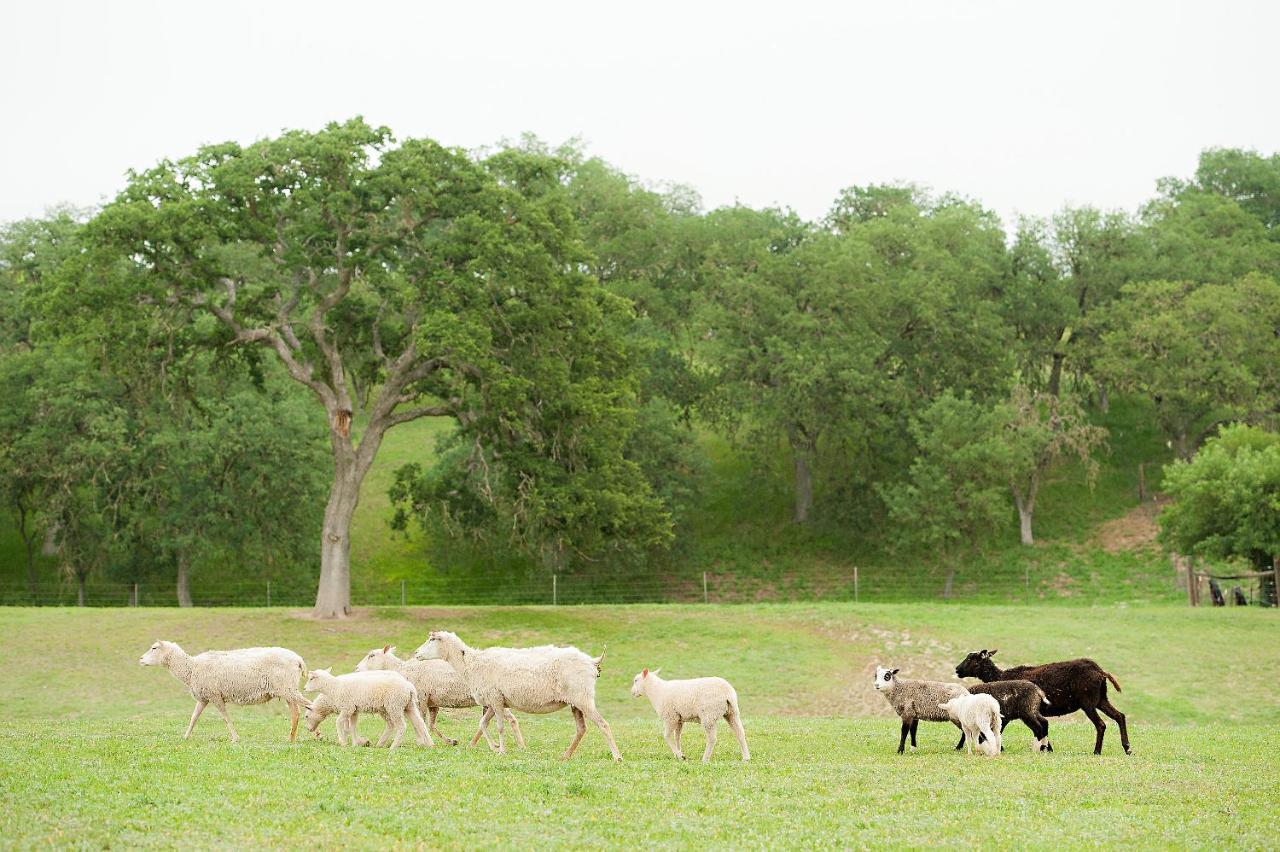Reves De Moutons Hotel El Paso de Robles Buitenkant foto