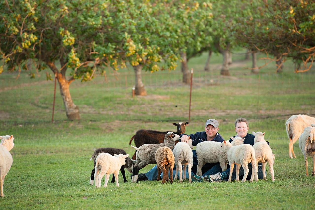 Reves De Moutons Hotel El Paso de Robles Buitenkant foto