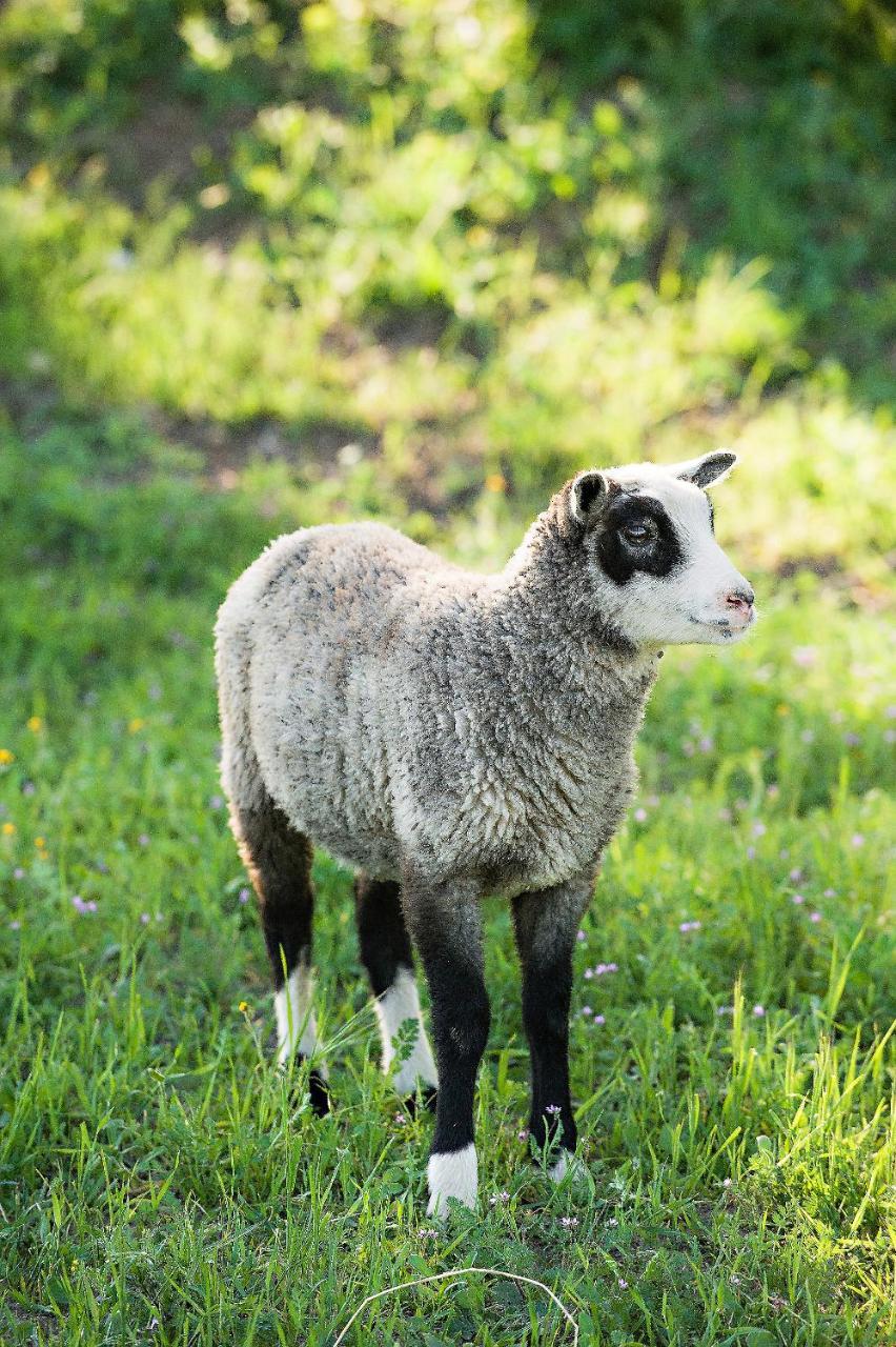 Reves De Moutons Hotel El Paso de Robles Buitenkant foto
