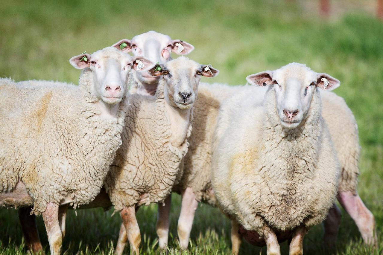Reves De Moutons Hotel El Paso de Robles Buitenkant foto