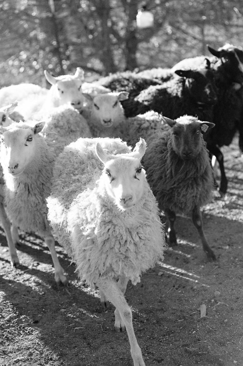 Reves De Moutons Hotel El Paso de Robles Buitenkant foto